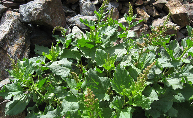 chenopode-cueillette