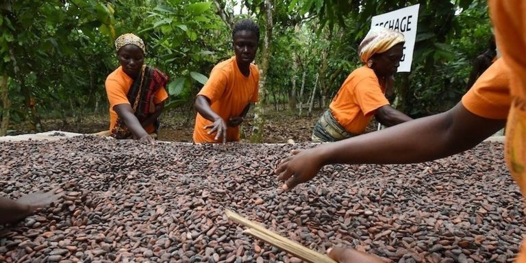 cote-divoire-cacao-producteur