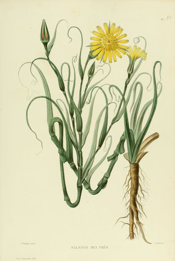 salsifis-des-pres-cueillete-plantes-sauvage