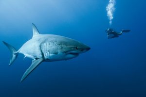Francois-et-le-grand-requin-blanc