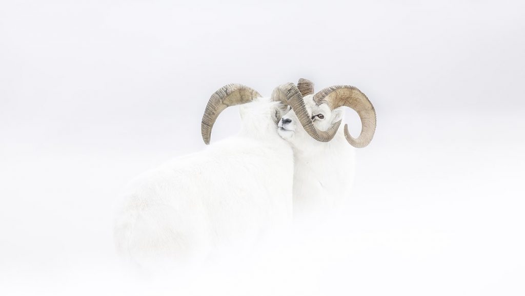 jeremie-ville-wild-photographer