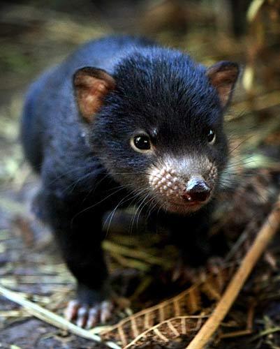 diable-de-tasmanie-reintroduction-australie