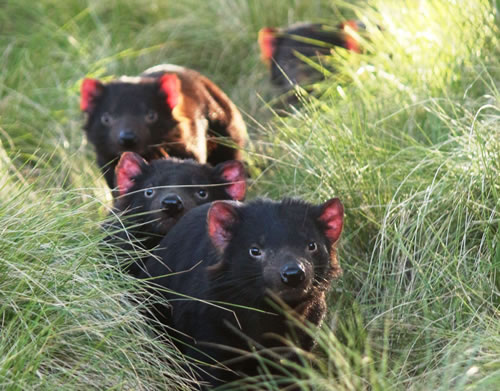 tasmanian-devil-australia-aussie-ark