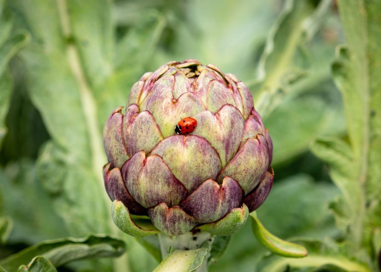 permaculture-potager-novembre