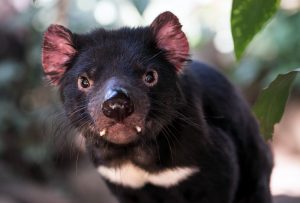 diable-de-tasmanie-machoir-marsupial