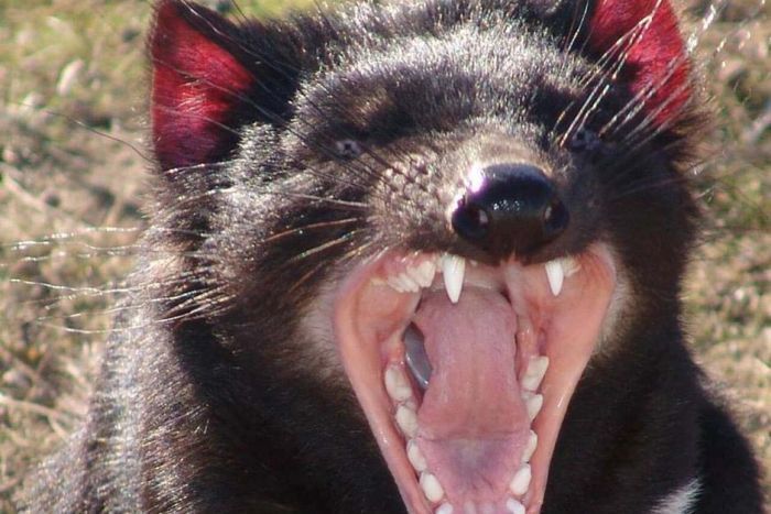 diable-de-tasmanie-charognard-marsupial
