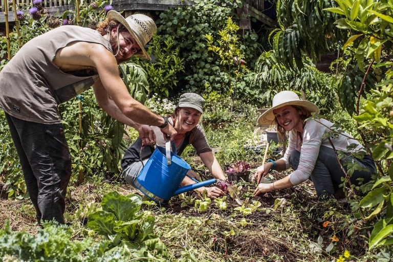 permaculture-potager
