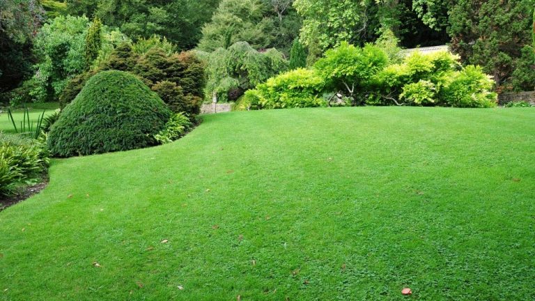 pelouse-gazon-permaculture