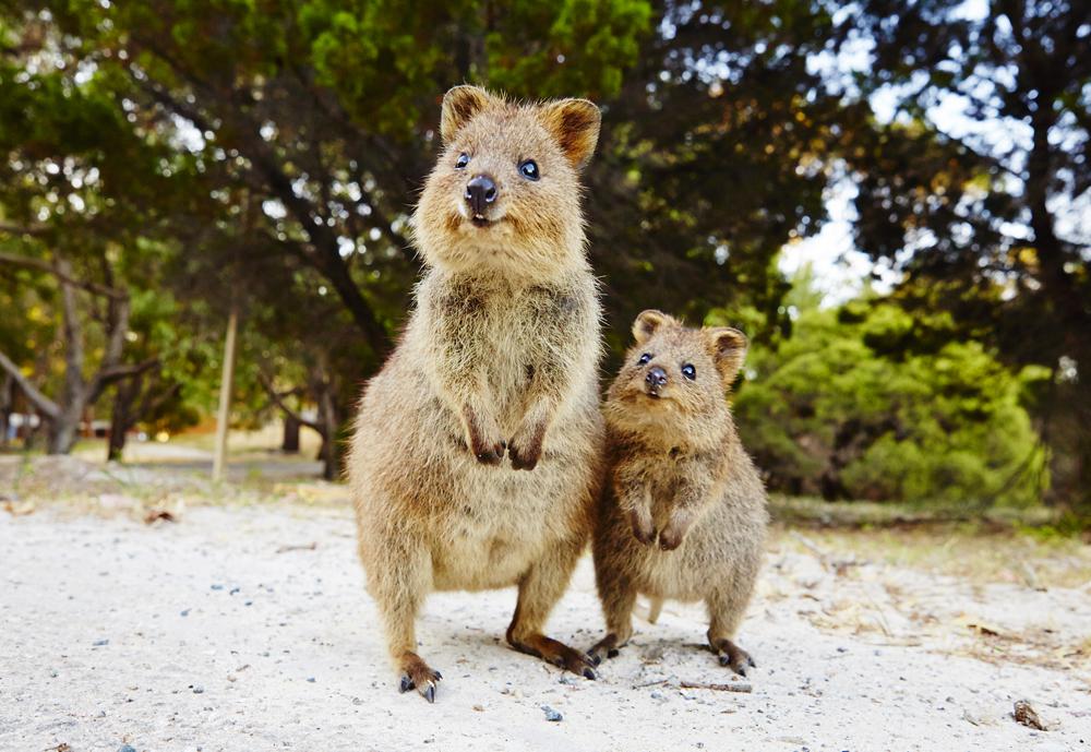 diable-de-tasmanie-australie-quokka