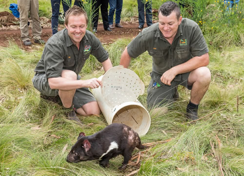 rewilding-aussie-ark-tasmanian-devil