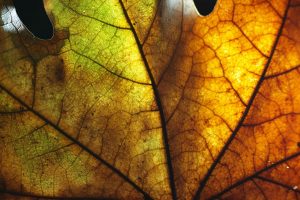 couleur-feuille-automne-pigment-chlorophylle