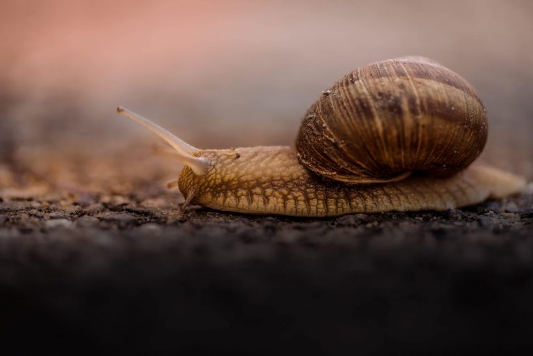 slow-travel-minimalisme-minimalist-slow-mouvement