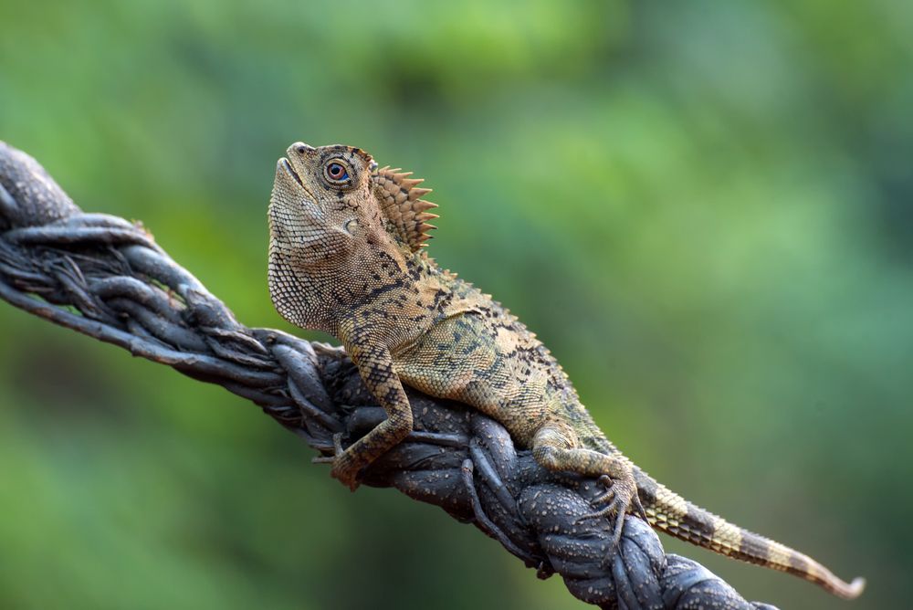 dragon-forestier-australie-daintree-espece-andemique