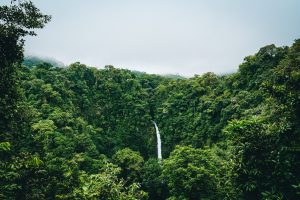 daintree-rainforest-autralie-cape-tribulation