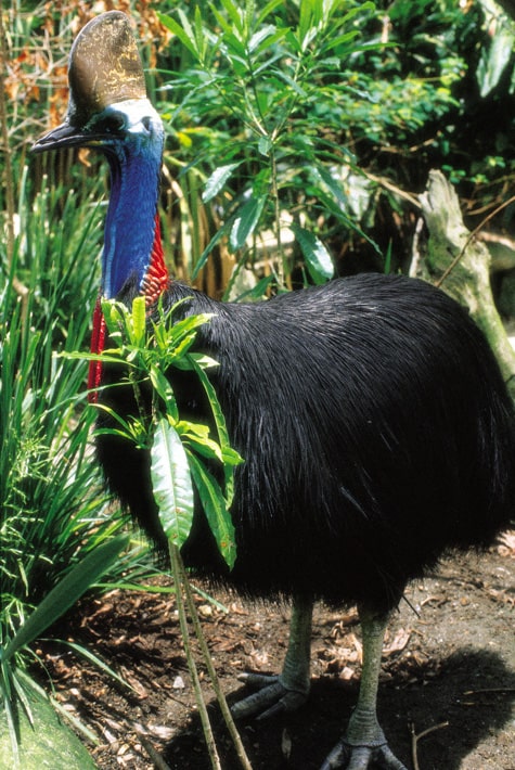 casoar-casque-dangereux-australie-daintree