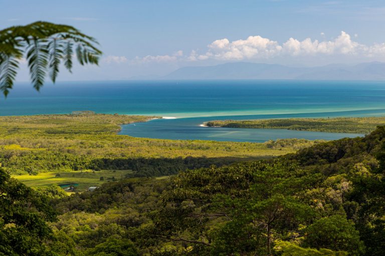daintree-rainforest-canopee-cape-tribulation