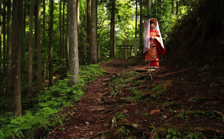 forest-bath-japon-sylvotherapie