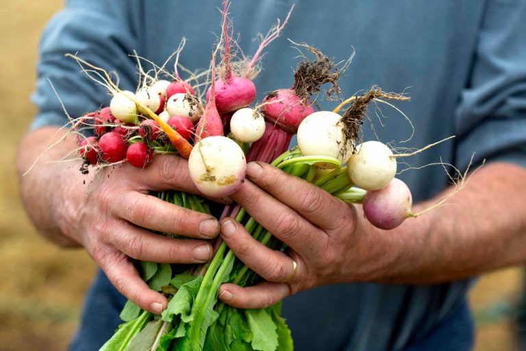 defi-sans-supermarché-amap-la-ruche-qui-dit-oui
