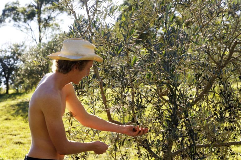 wwoofing-ferme-organic-bio-permaculture