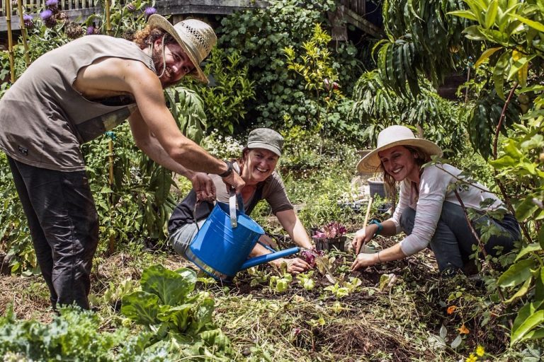 wwoofing-permaculture-nouvelle-zelande-ferme