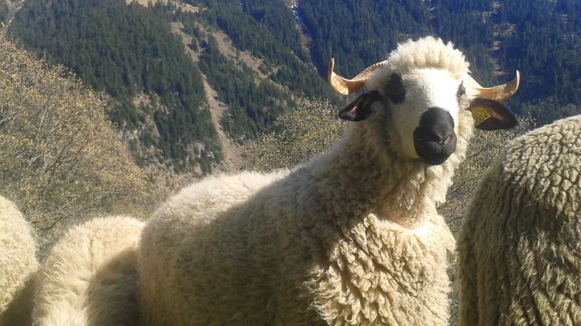 wwoofing-fromage-permaculture-montagne