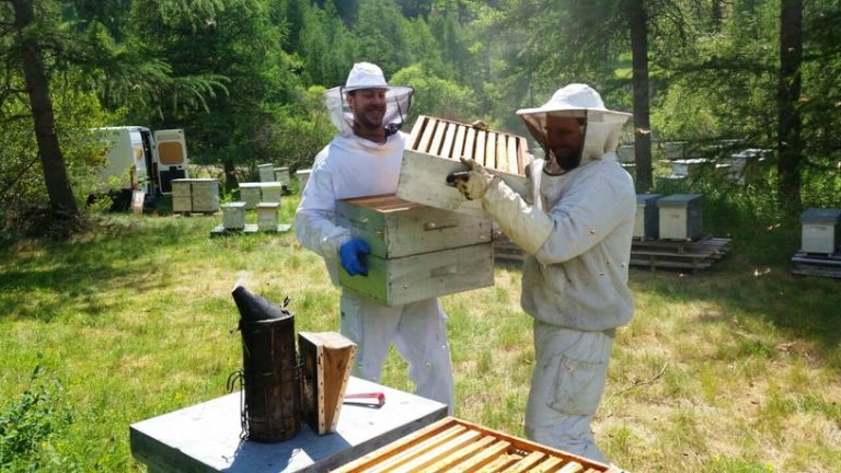 wwoofing-apiculture-miellerie-wwoof