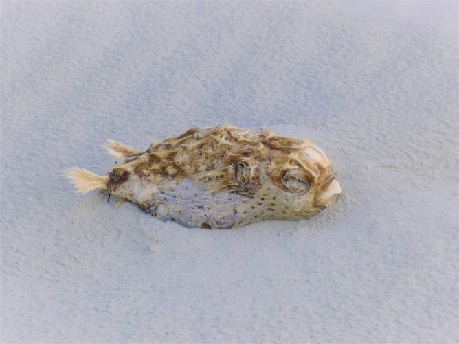 cap-reinga-alu-mette-5 cap-reinga-poissons-nord-nouvelle-zelande