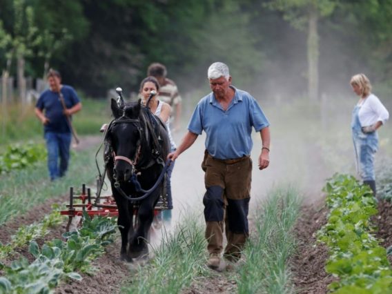 permaculture-alumette5 traction-animale-bec-hellouin