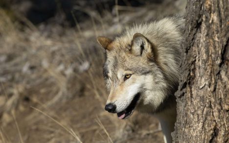 ensauvagement-alumette-1 rewilding-reensauvagement-ensauvagement