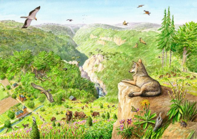 reensauvagement-alumette2 rewilding-reensauvagement-carpates