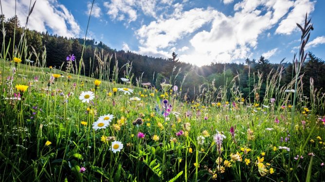 ensauvagement-alumette3 rewilding-suisse-ensauvagement